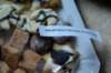 dsc_3696_small.jpg