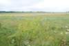 dsc_0190_small.jpg