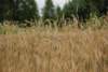 dsc_0359_small.jpg
