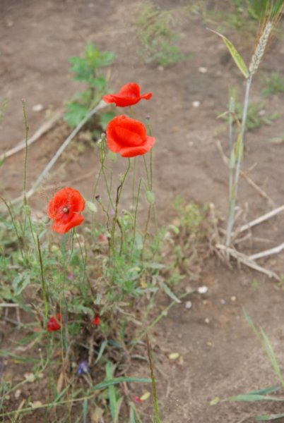 dsc_0360.jpg