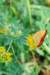 dsc_0378_small.jpg