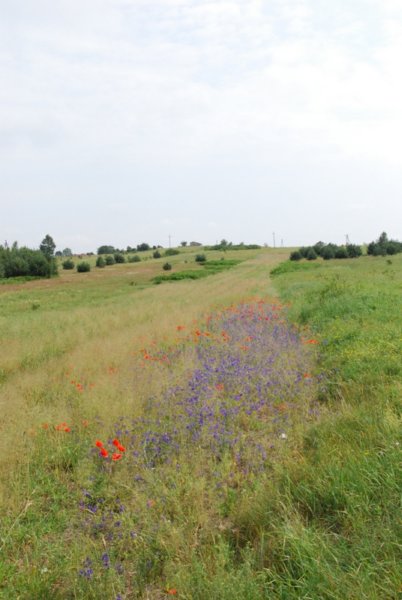 dsc_0380.jpg
