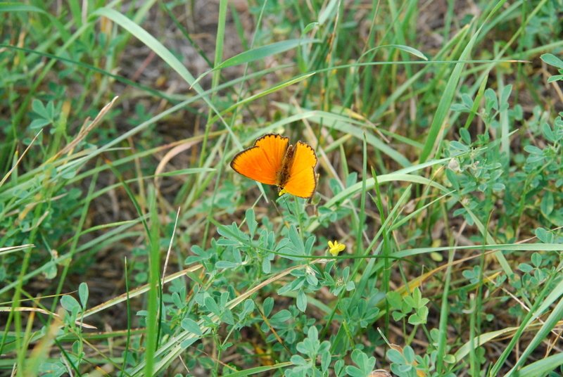 dsc_0383.jpg