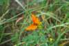 dsc_0384_small.jpg