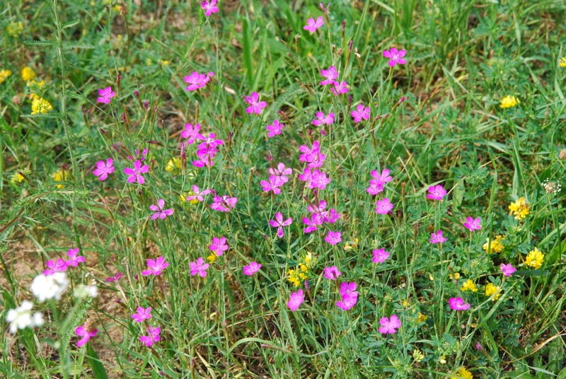 dsc_0385.jpg