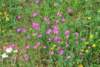 dsc_0385_small.jpg