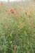 dsc_0388_small.jpg