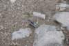 dsc_0392_small.jpg