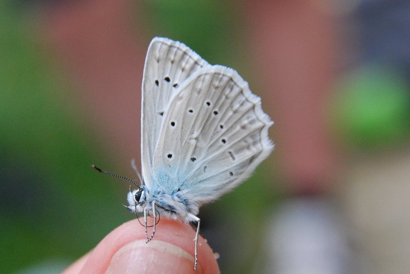 dsc_0393.jpg