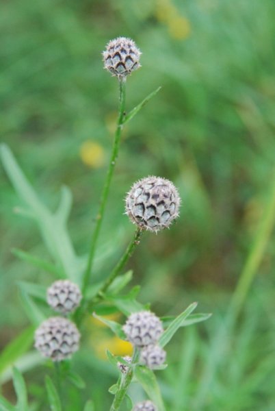 dsc_0404.jpg