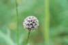 dsc_0406_small.jpg
