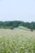 dsc_0410_small.jpg
