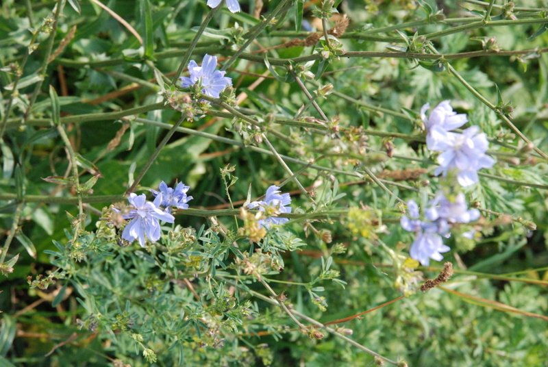 dsc_0423.jpg