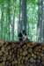 dsc_0431_small.jpg