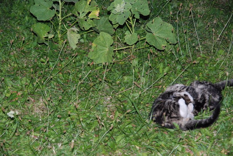 dsc_0544.jpg