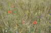 dsc_0286_small.jpg
