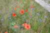 dsc_0287_small.jpg