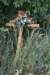 dsc_0468_small.jpg
