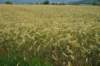 dsc03531_small.jpg