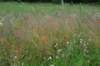 dsc03556_small.jpg