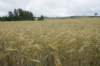 dsc03589_small.jpg