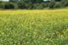 dsc03721_small.jpg