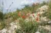 dsc03736_small.jpg