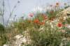 dsc03737_small.jpg