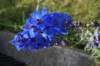 dsc03768_small.jpg