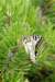 dsc_0371_small.jpg