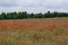 dsc03831_small.jpg