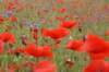 dsc03834_small.jpg