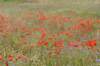 dsc03836_small.jpg