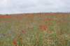 dsc03837_small.jpg