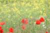 dsc03921_small.jpg