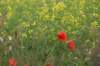dsc03922_small.jpg