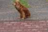 dsc04560_small.jpg