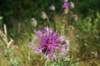 dsc04774_small.jpg