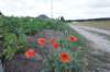 dsc04856_small.jpg