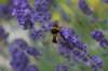dsc04943_small.jpg