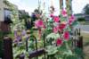 dsc05615_small.jpg