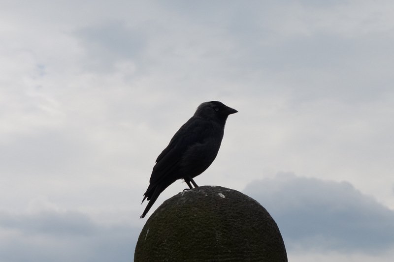 dsc06125.jpg