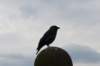dsc06125_small.jpg