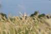 dsc_0011_small.jpg