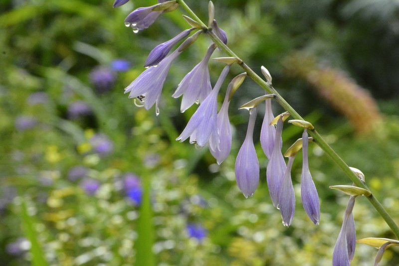 _dsc0918.jpg