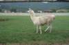 dsc02344_small.jpg