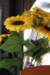 img_1446_small.jpg