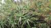 dsc02164_small.jpg