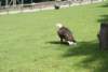 dsc00906_small.jpg