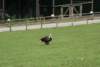 dsc00908_small.jpg